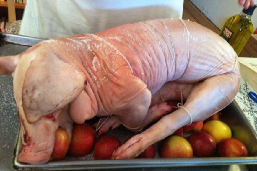 Large_pig2