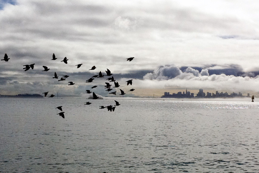 Large_birds_water_city