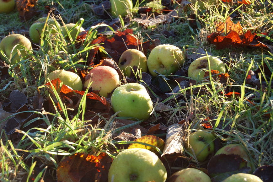 Large_apples